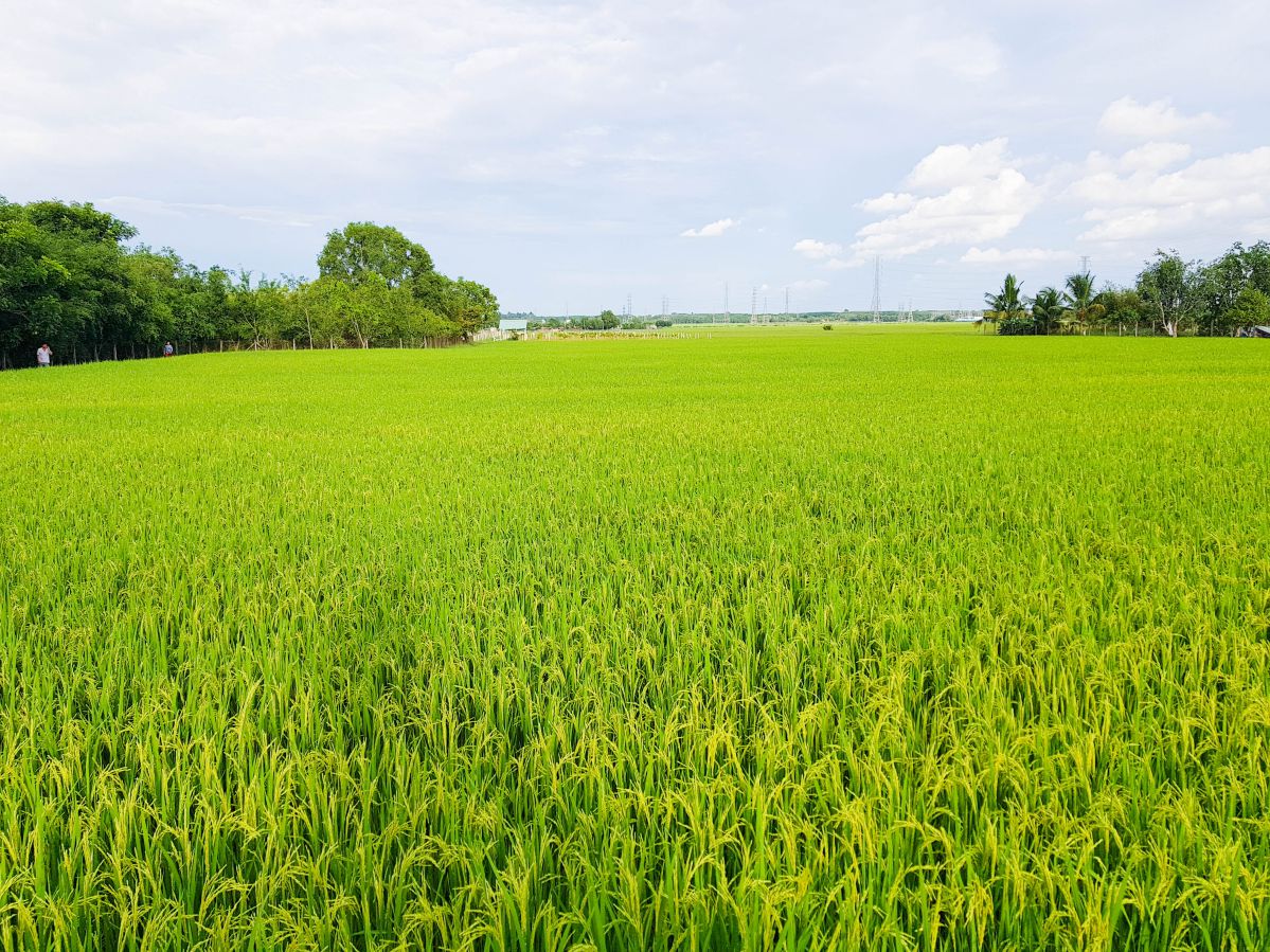 Kinh nghiệm chọn mua đất nông nghiệp Củ Chi