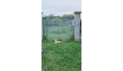 THCC07 Đất Củ Chi làm nhà vườn 452m2 có 200m thổ cư đường nhựa xã An Phú (có sổ hồng riêng)